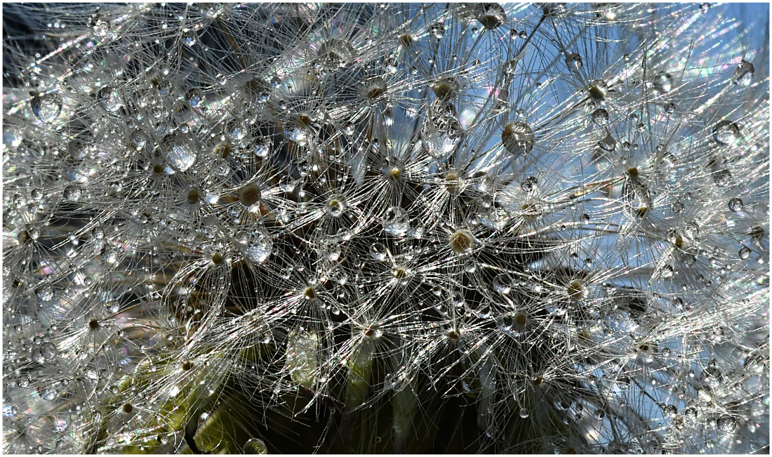 Pusteblume im Regen 