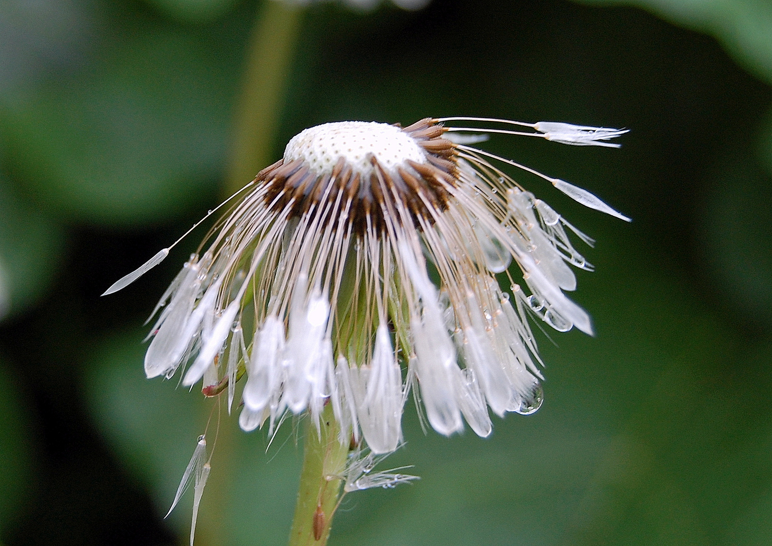 Pusteblume im Regen