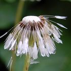 Pusteblume im Regen