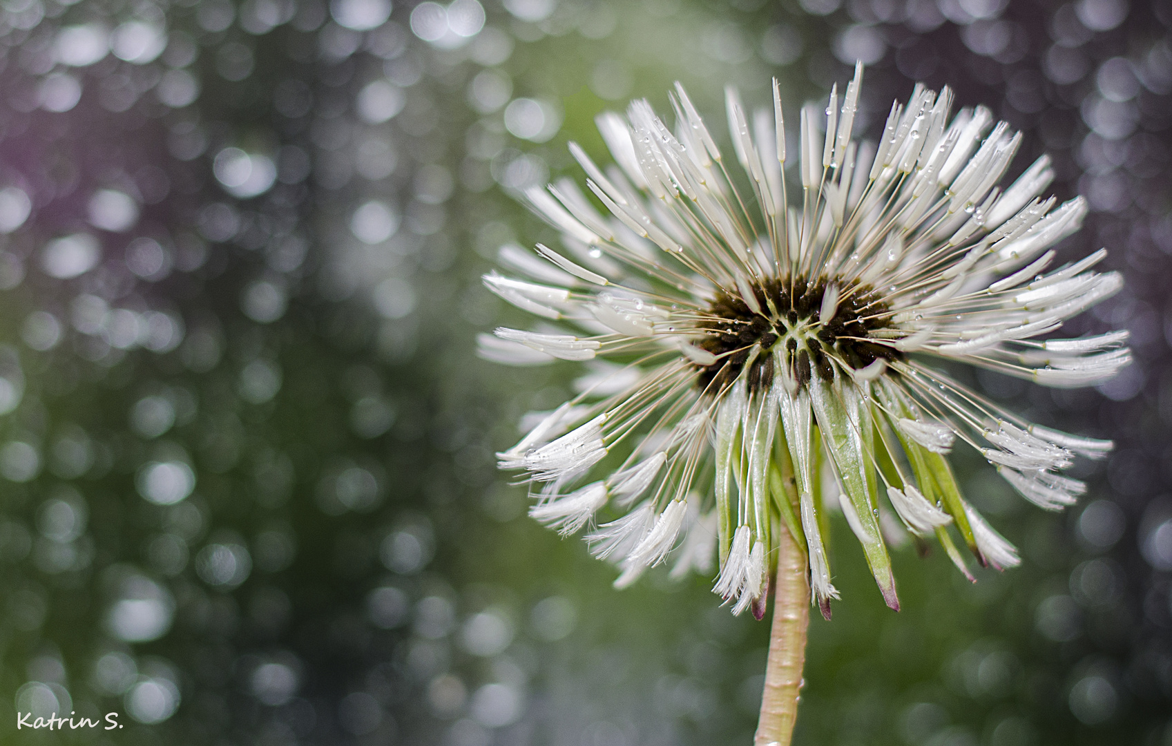 Pusteblume im Regen :)