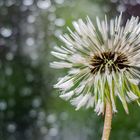 Pusteblume im Regen :)