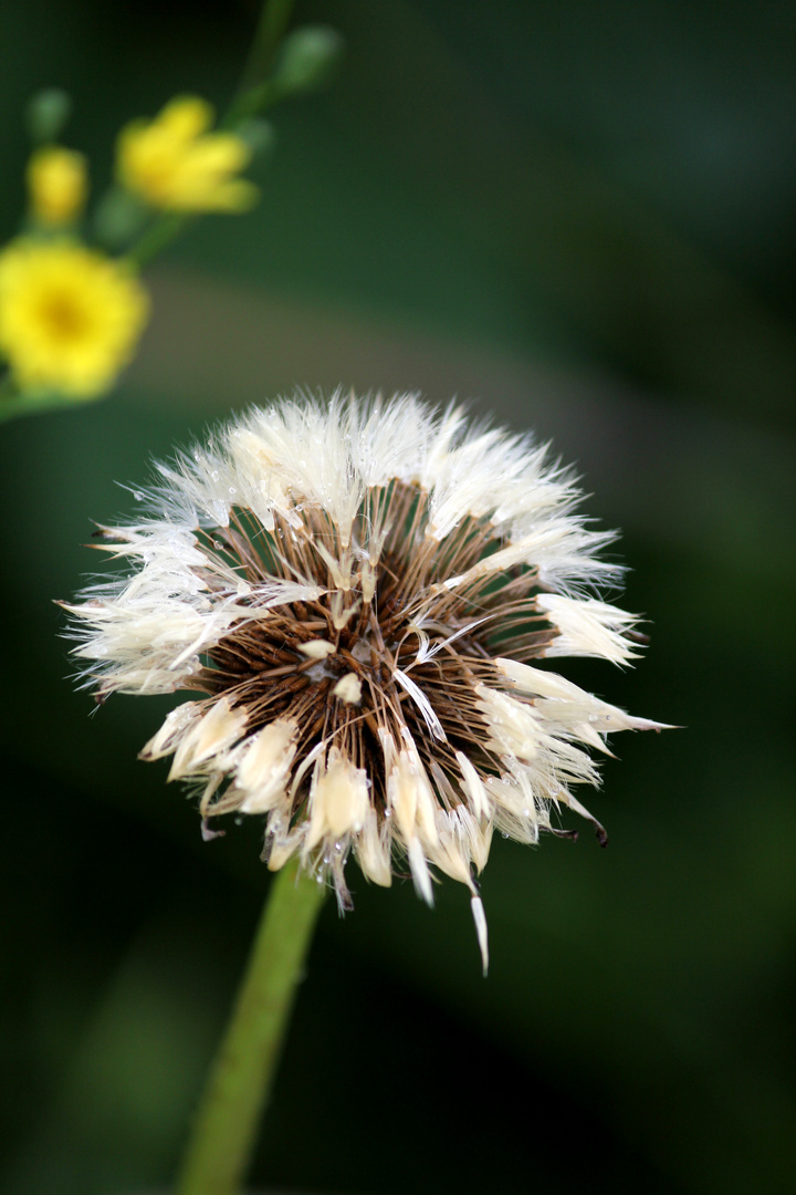 Pusteblume im Regen