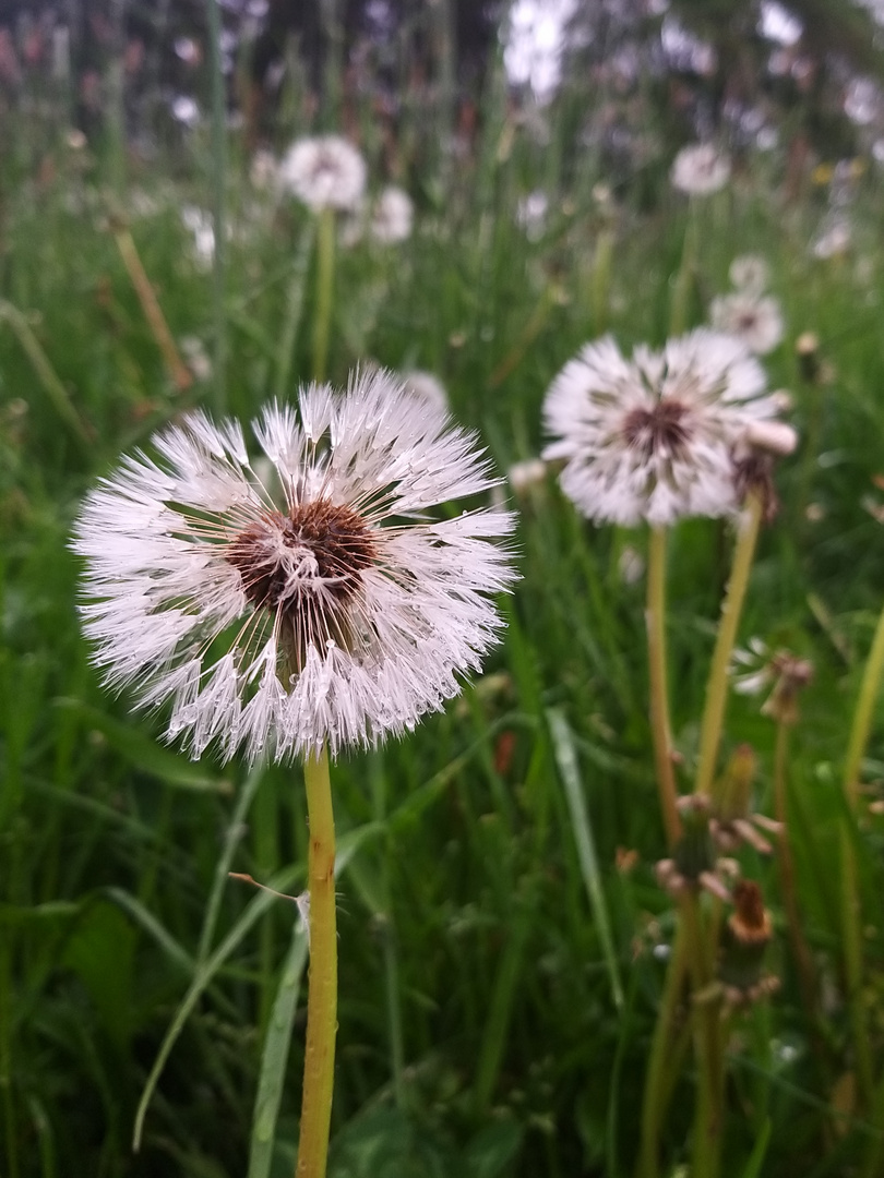 Pusteblume im Regen 