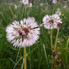 Pusteblume im Regen 