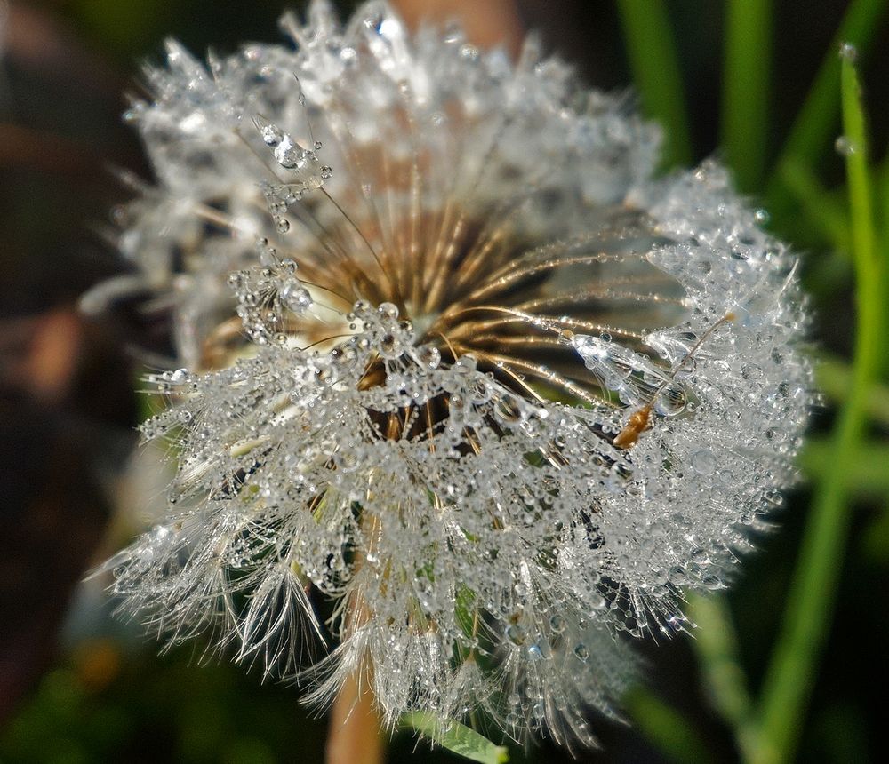 Pusteblume im Schmuck