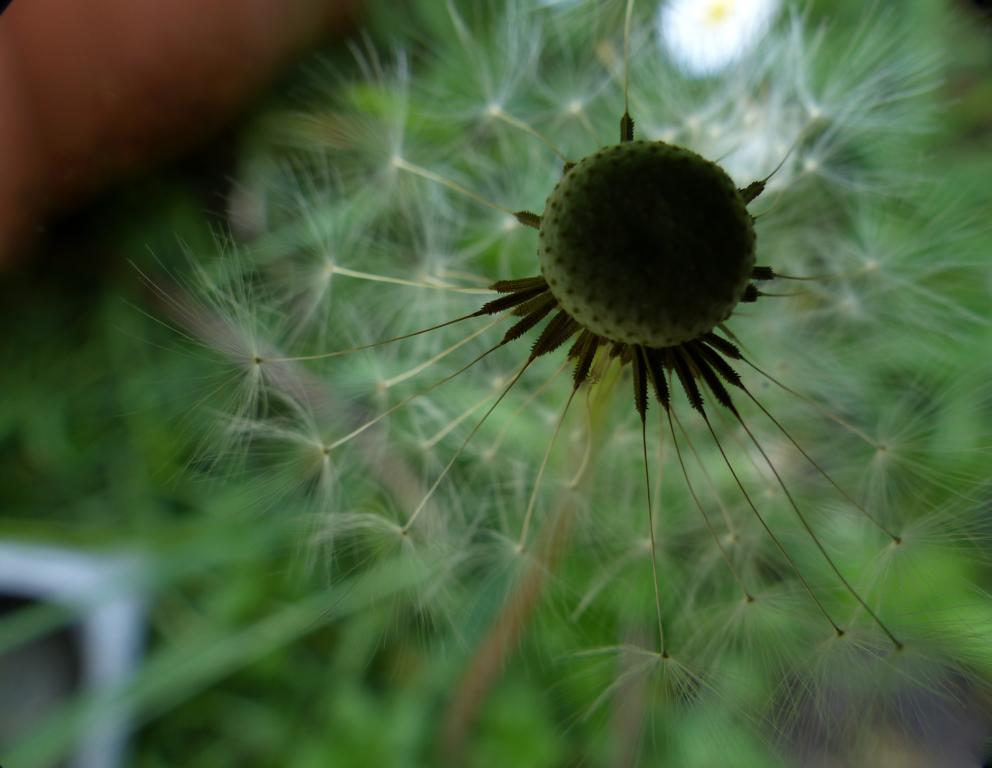 Pusteblume im Smaragdfeld