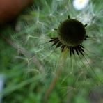 Pusteblume im Smaragdfeld