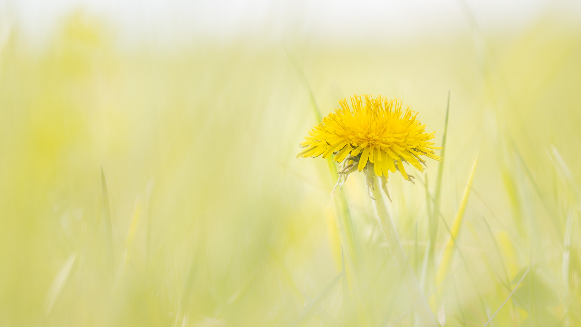 Pusteblume im Softlook