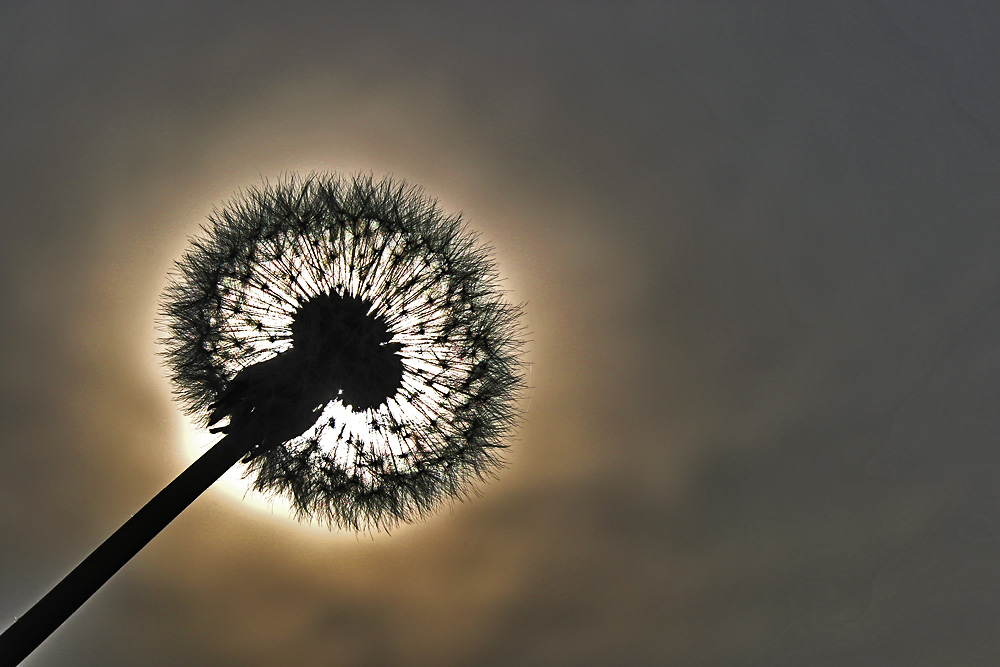 Pusteblume im "Sonnen-Gegenlicht"