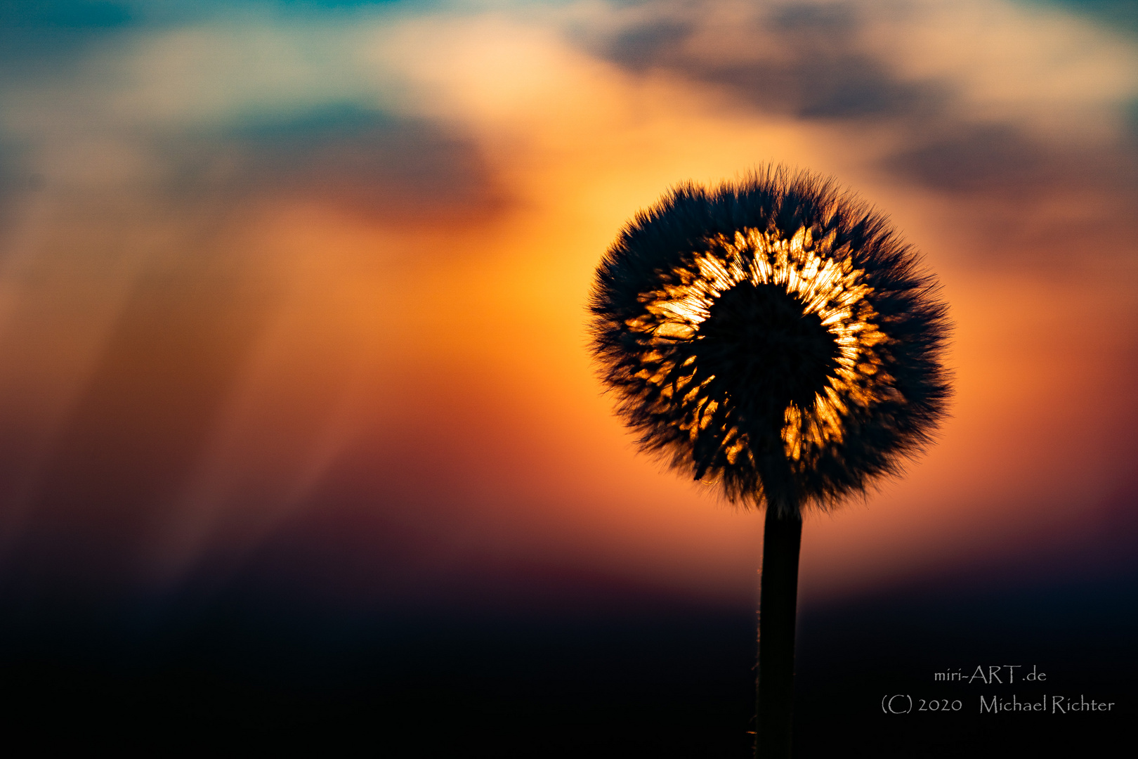 Pusteblume im Sonnenaufgang