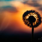 Pusteblume im Sonnenaufgang