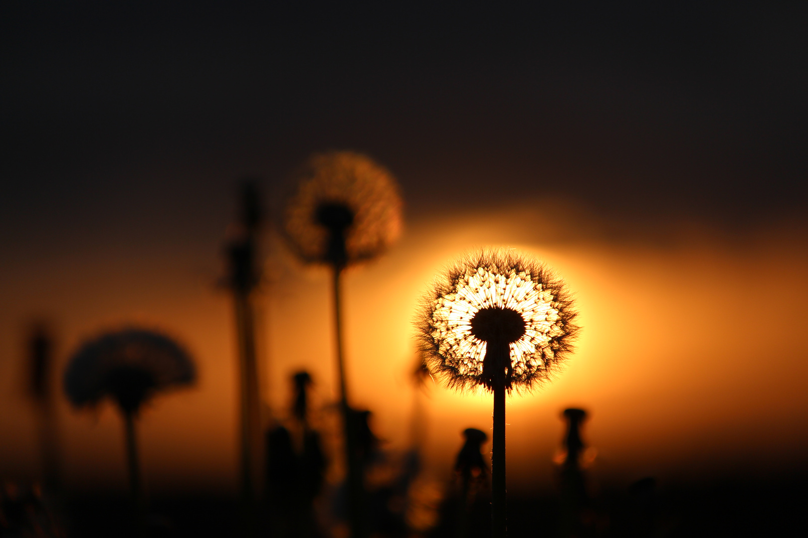 Pusteblume im Sonnenaufgang