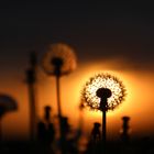 Pusteblume im Sonnenaufgang