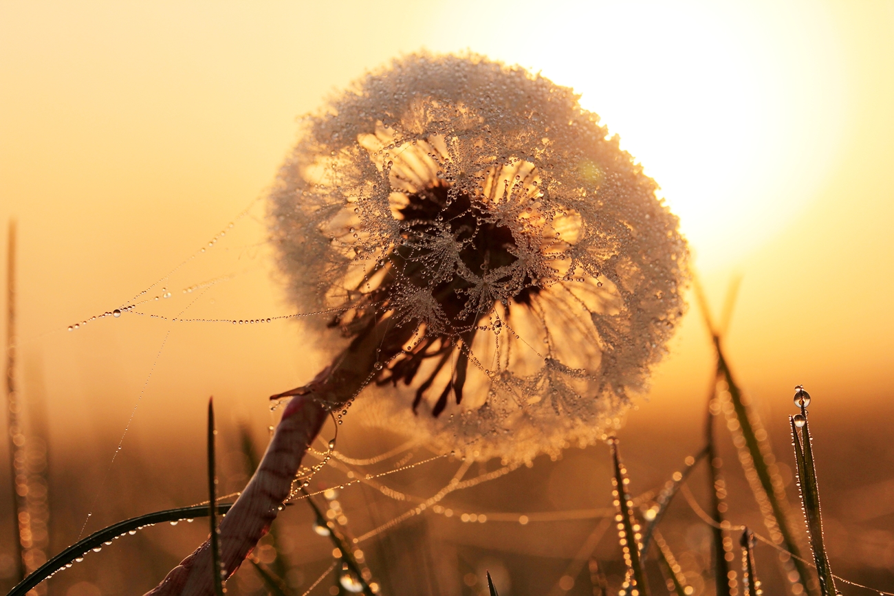  Pusteblume im Sonnenaufgang