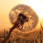  Pusteblume im Sonnenaufgang