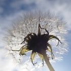 Pusteblume im Sonnenlicht