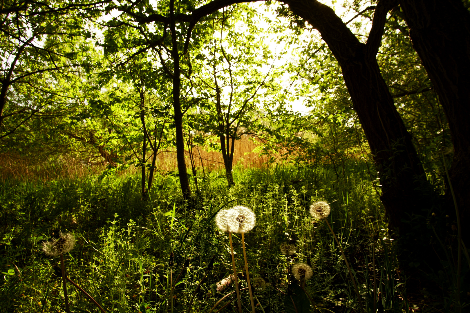 Pusteblume im Sonnenlicht - Stausee Birkungen im Mai 2020 