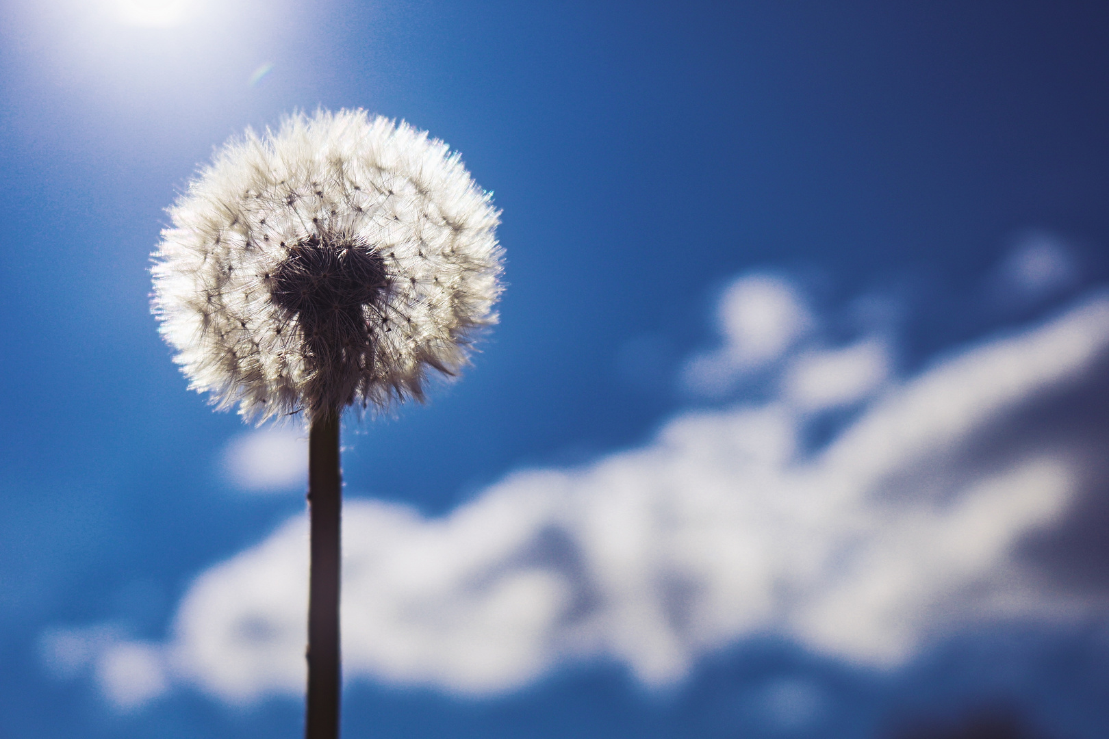 Pusteblume im Sonnenschein