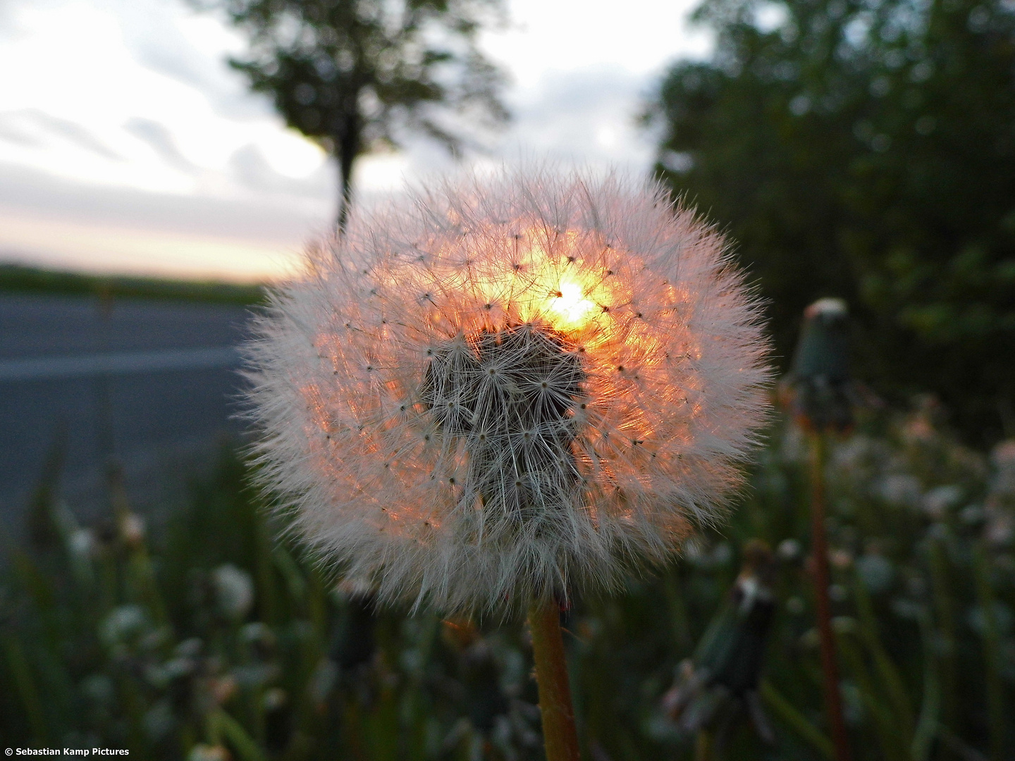 Pusteblume im Sonnenuntergang