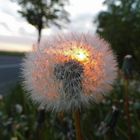 Pusteblume im Sonnenuntergang