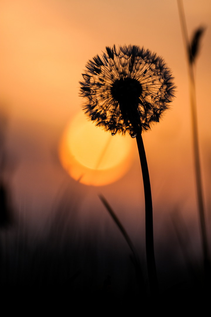 Pusteblume im Sonnenuntergang