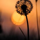 Pusteblume im Sonnenuntergang