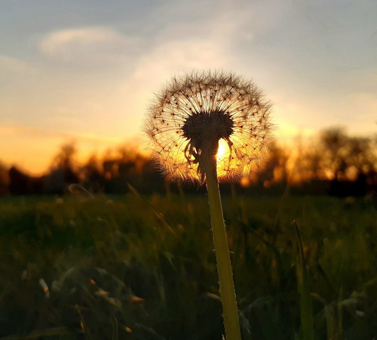 Pusteblume im Sonnenuntergang 