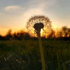 Pusteblume im Sonnenuntergang 