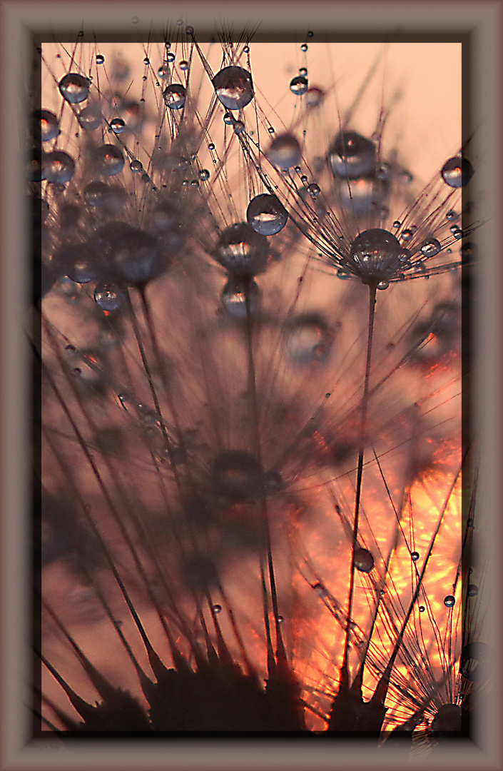 pusteblume im sonnenuntergang