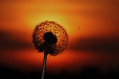 Pusteblume im Sonnenuntergang