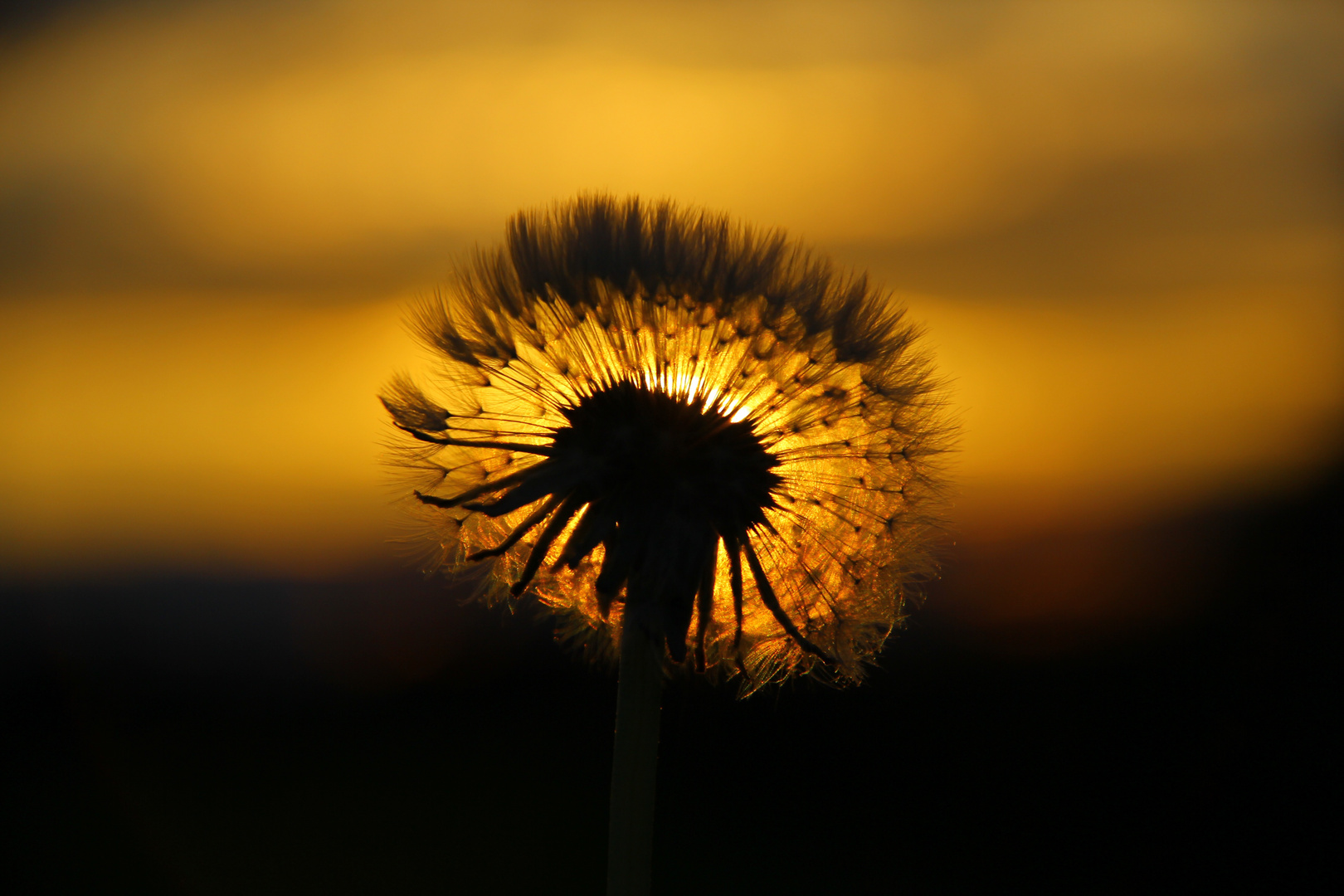 Pusteblume im Sonnenuntergang