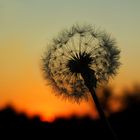 Pusteblume im Sonnenuntergang