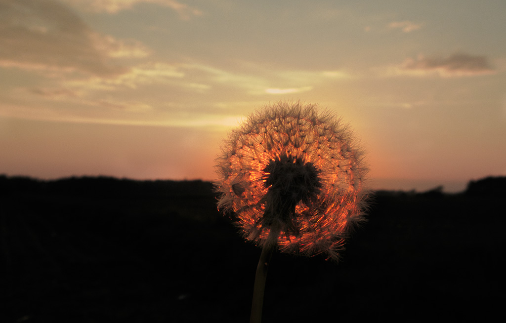 Pusteblume im Sonnenuntergang :))