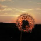 Pusteblume im Sonnenuntergang :))