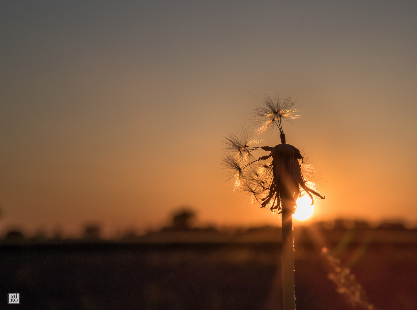 Pusteblume im Sonnenuntergang