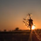 Pusteblume im Sonnenuntergang