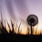 "Pusteblume" im Sonnenuntergang. 