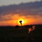 Pusteblume im Sonnenuntergang