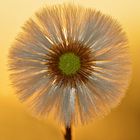 Pusteblume im Sonnenuntergang