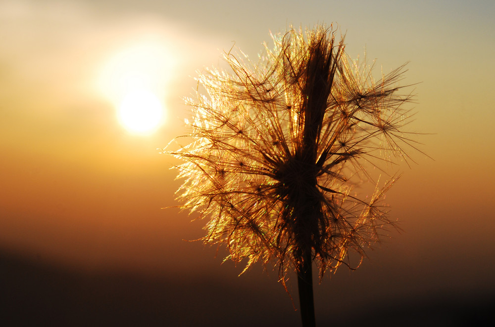 Pusteblume im Sonnenuntergang