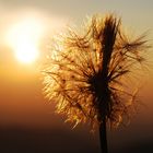 Pusteblume im Sonnenuntergang