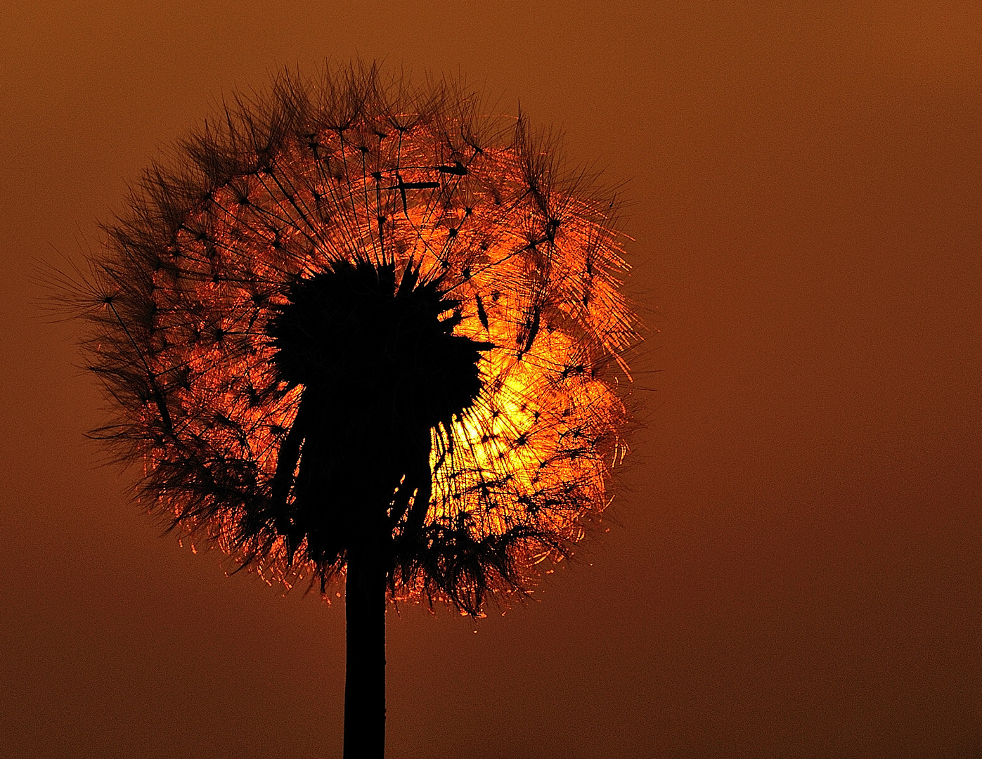 Pusteblume im Sonnenuntergang