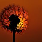 Pusteblume im Sonnenuntergang