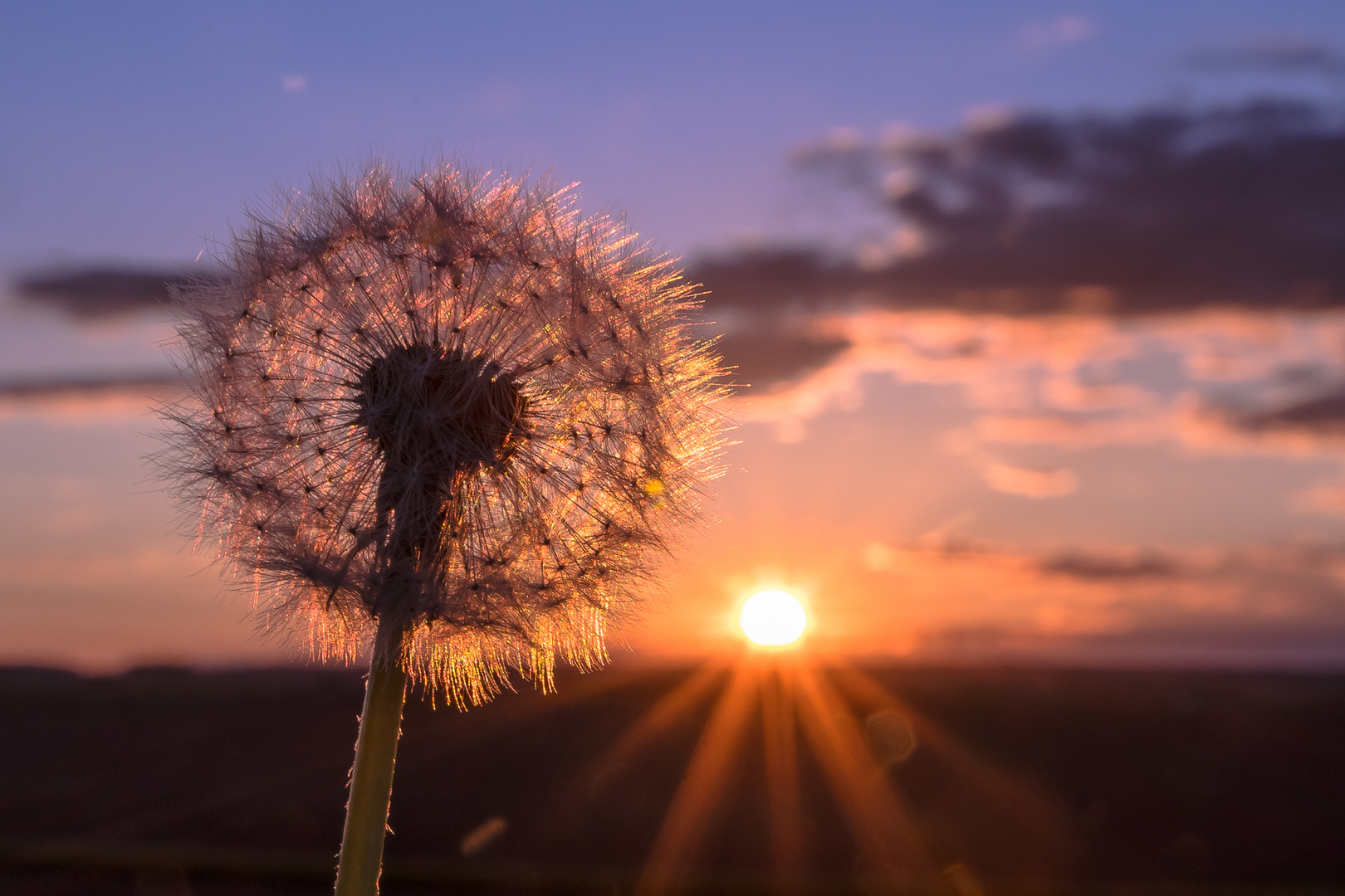 Pusteblume im Sonnenuntergang