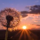 Pusteblume im Sonnenuntergang