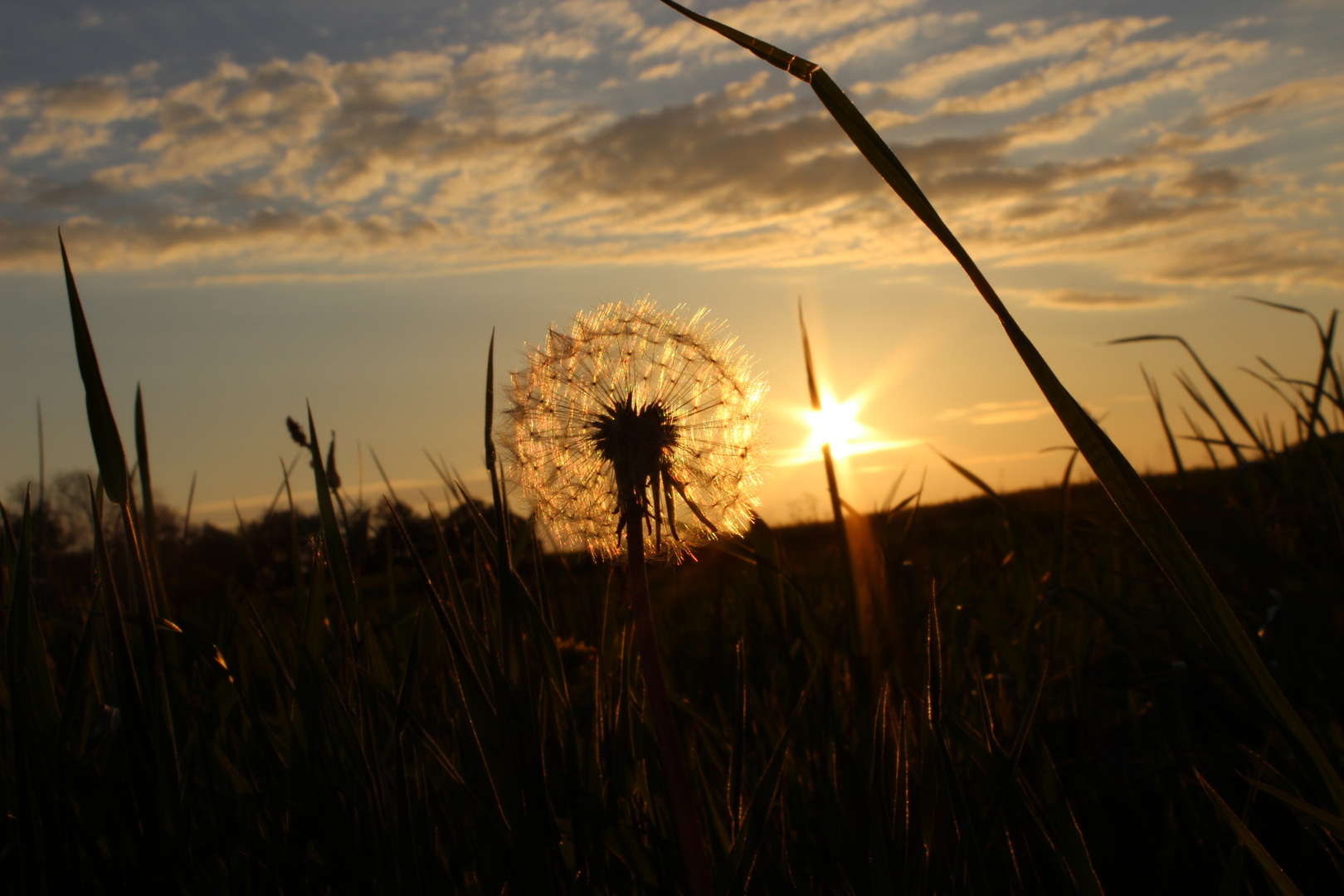 Pusteblume im Sonnenuntergang