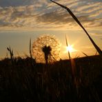 Pusteblume im Sonnenuntergang