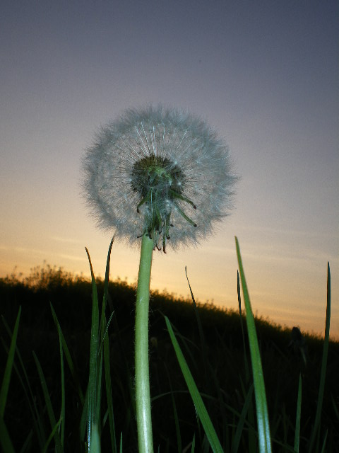 Pusteblume im Sonnenuntergang