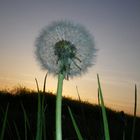 Pusteblume im Sonnenuntergang