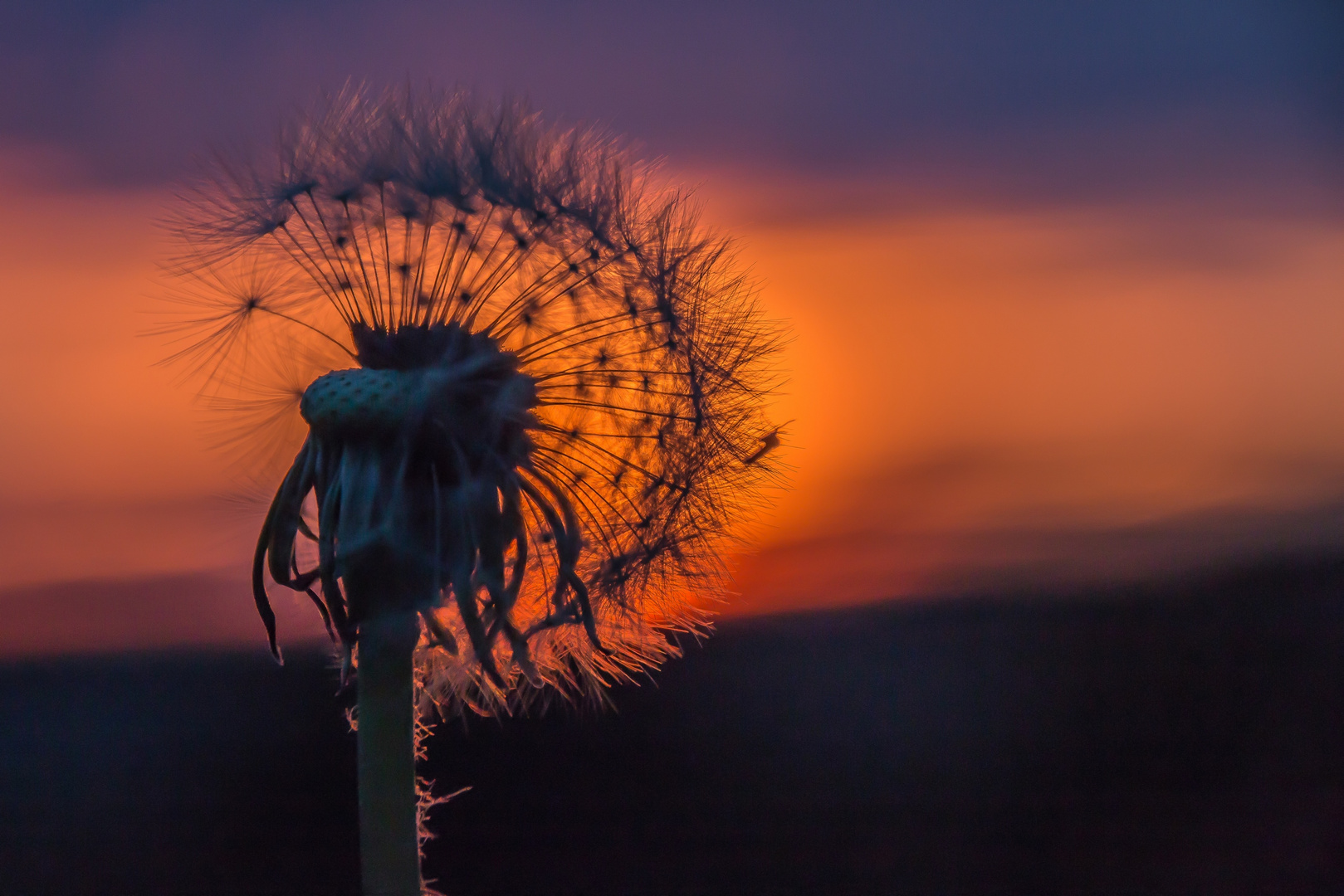 Pusteblume im Sonnenuntergang